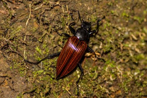 Réf. 198 169 : Blapida sp.